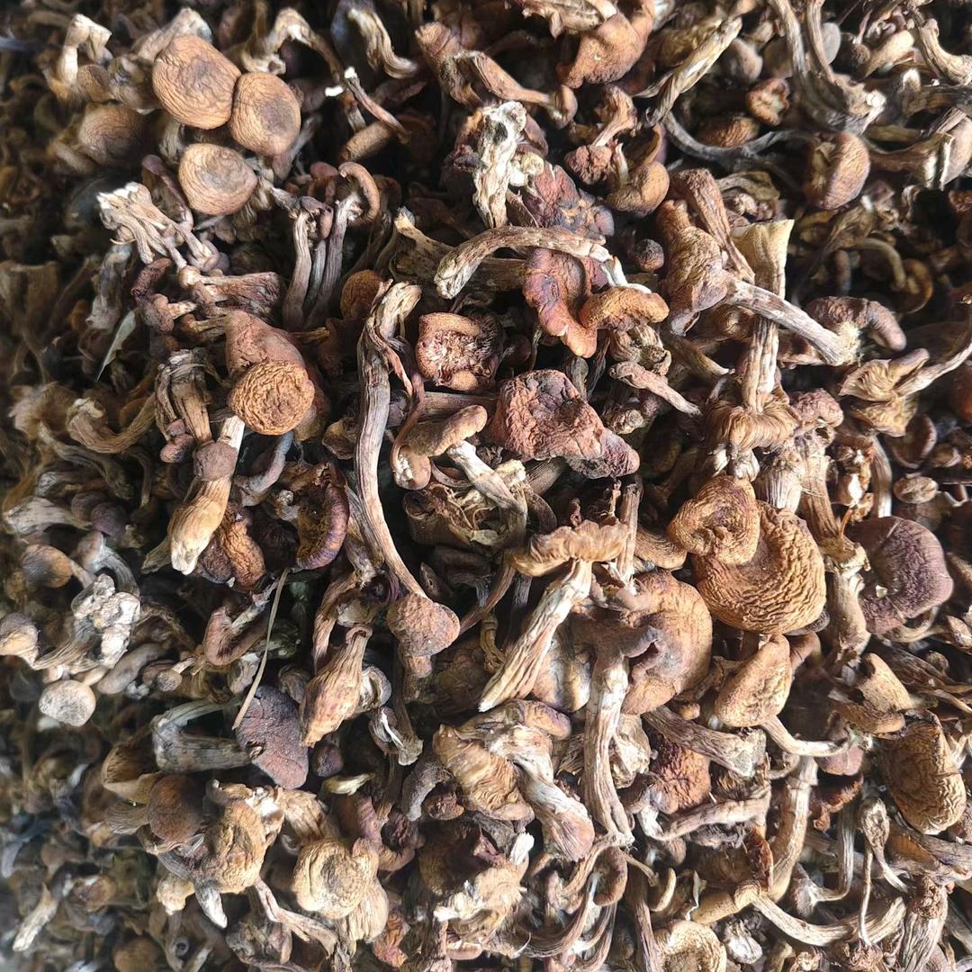 东北山产品，全国各地包邮，松籽，磨茹木T