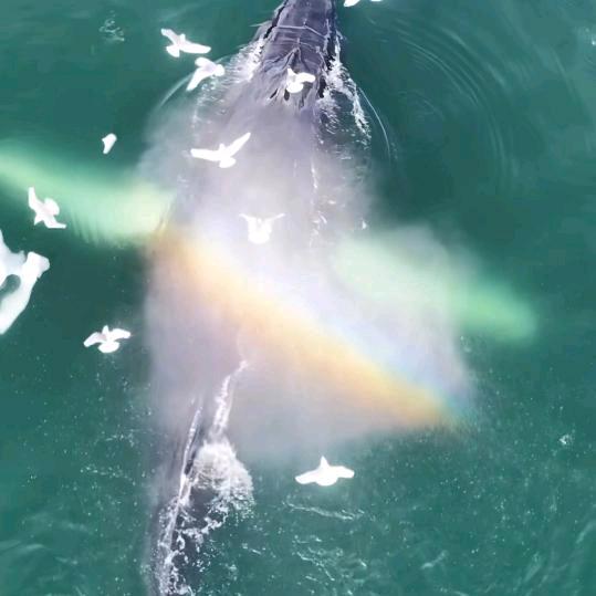 自省    自行   自醒