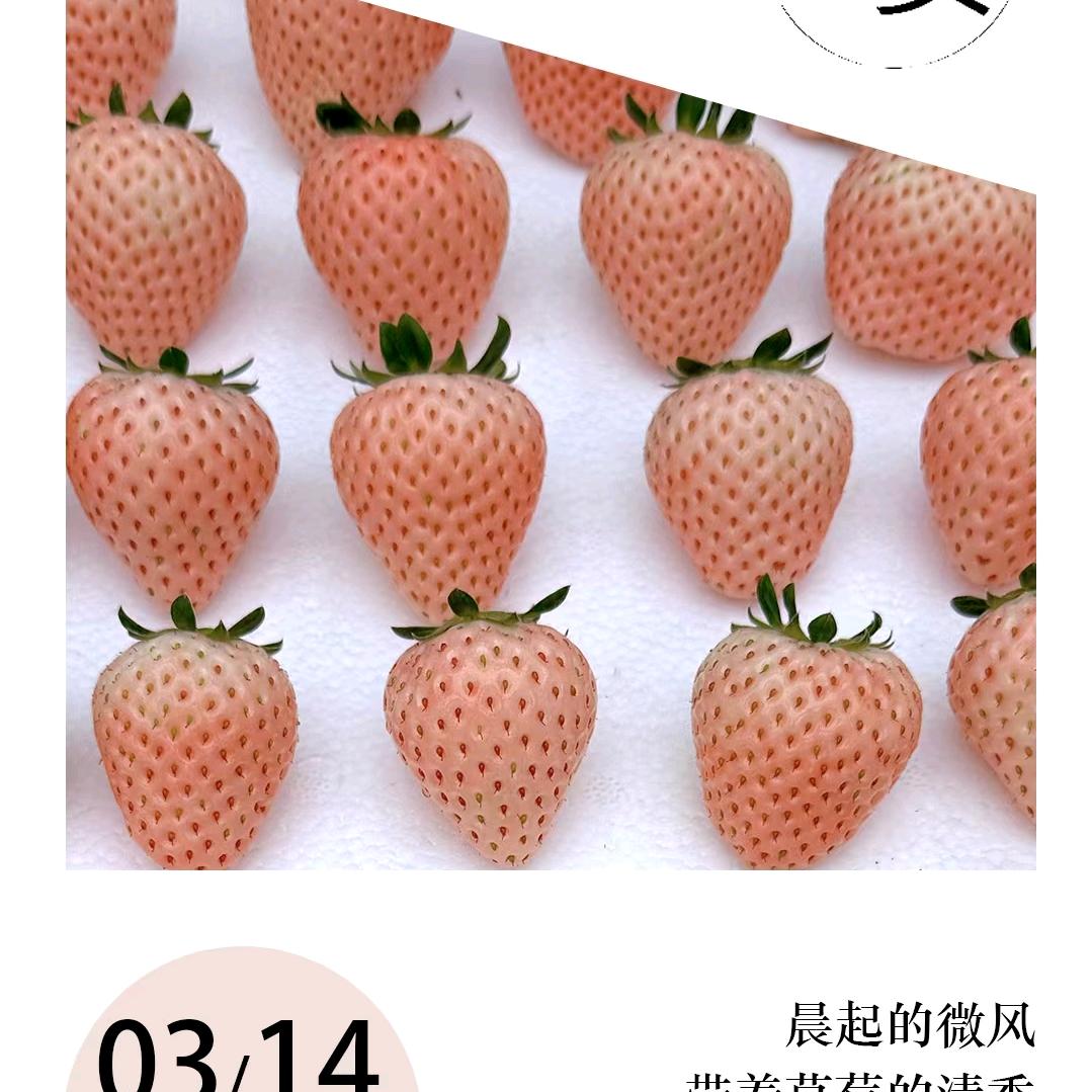 薄雾浓