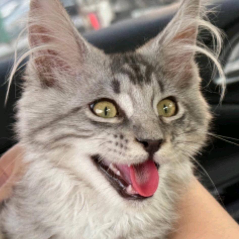 吞吞是个粘人精