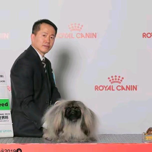黄兵的北京犬直播间唯一助理@海棠