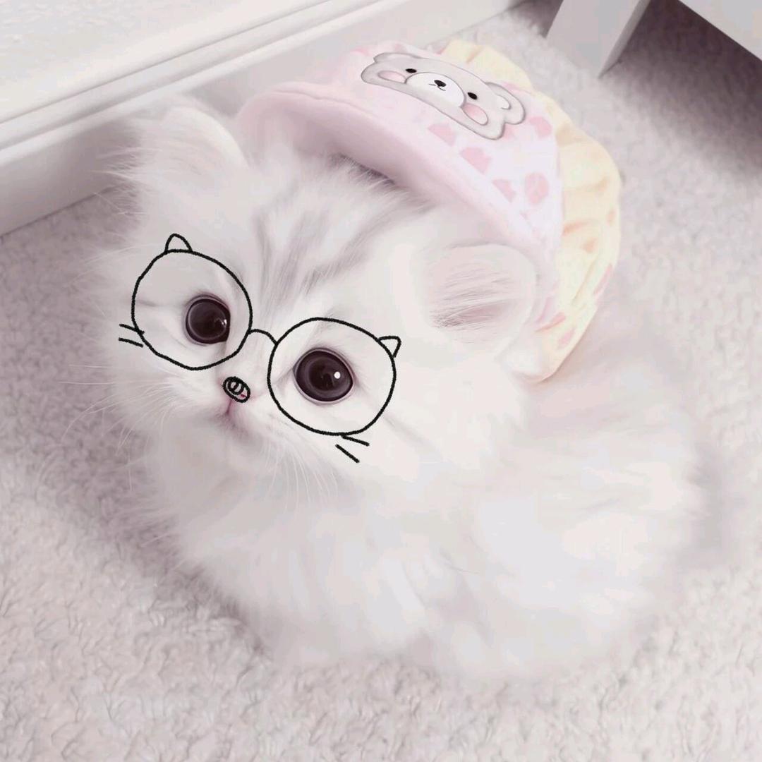 艾猫猫