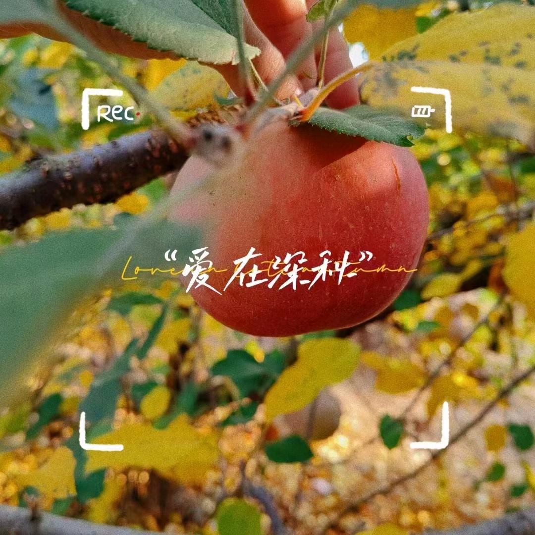 会飞的兔子