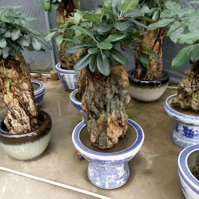 小英一家(斗南花卉盆栽)