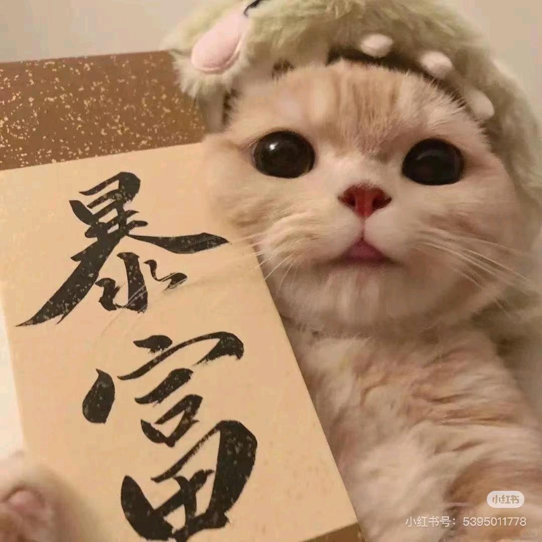 淇淇（品牌授权）