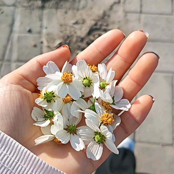 水蜜桃首播8；30