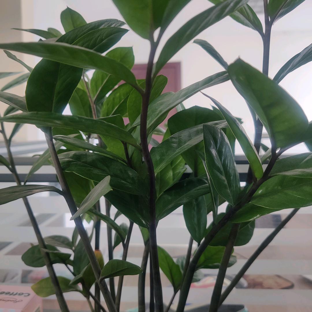 静置16天