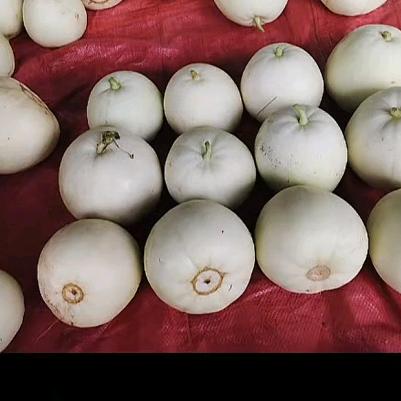 鄢陵陶城甜瓜哥