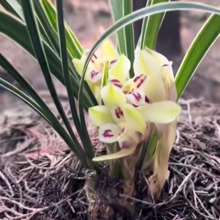 终身让我孤独
