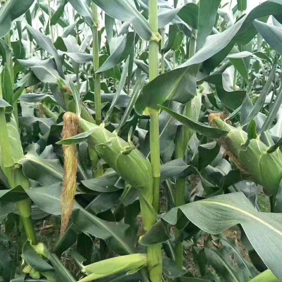 云南菜（朋友圈）