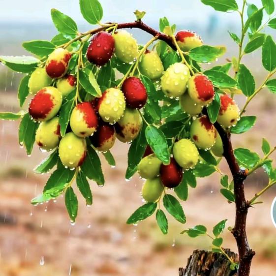 收破烂的小男孩