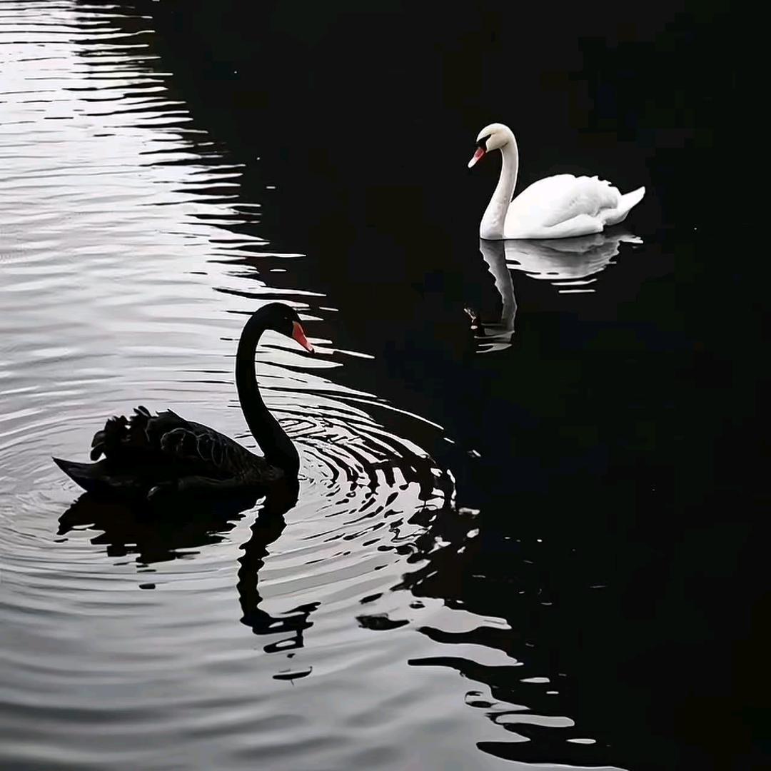 池边清浅见金鳞