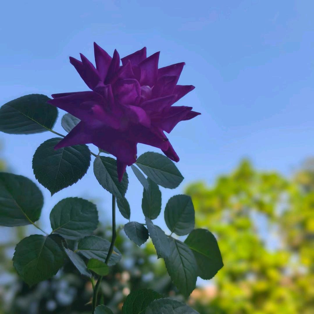 阳光总在风雨后