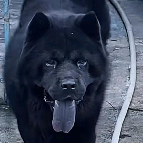 珠海斗门狗司令