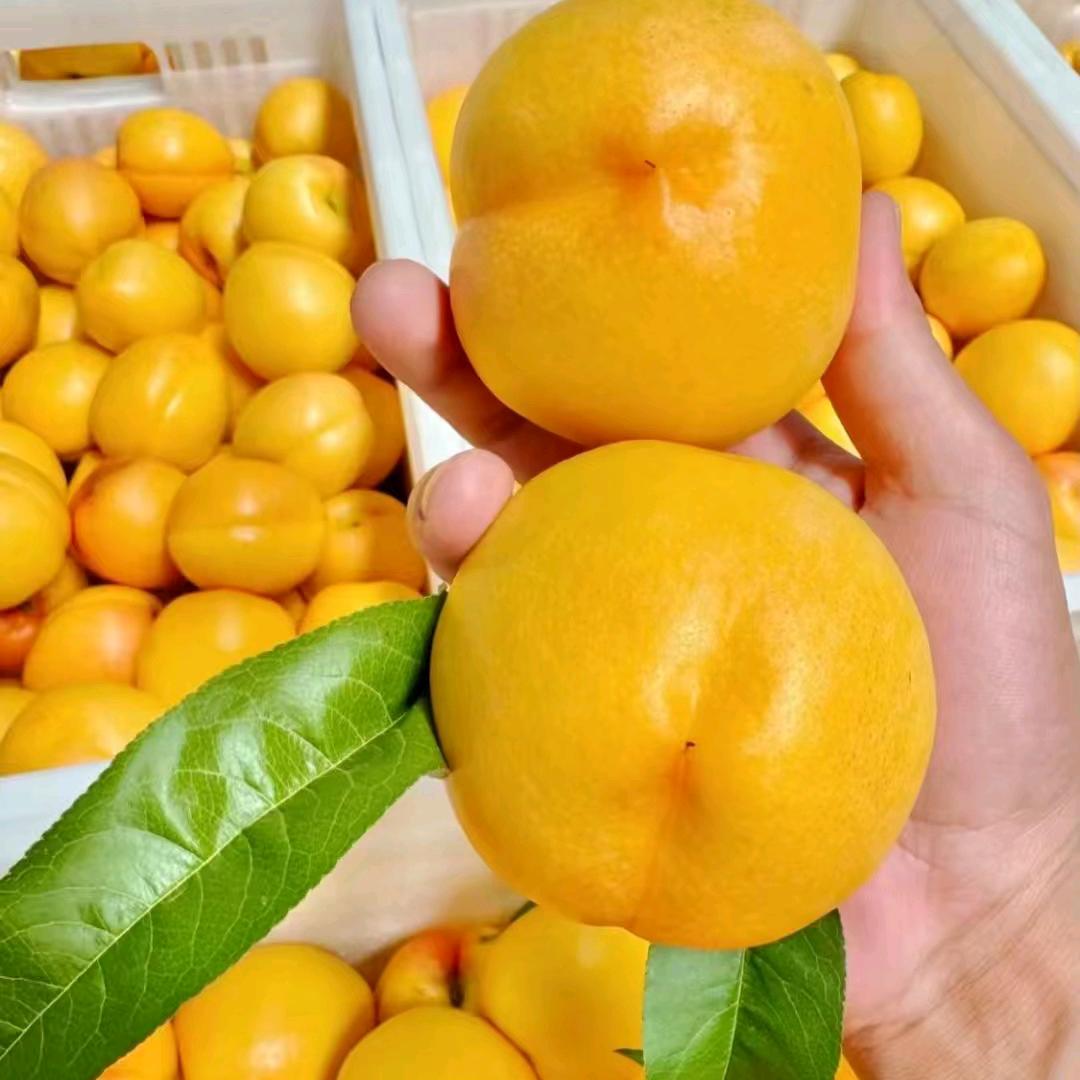 村口子农品甄选