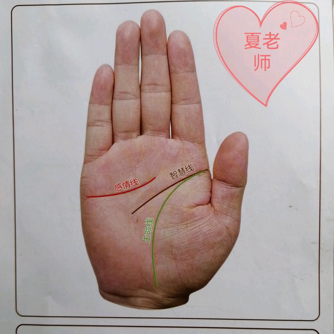 夏老师看手（小号）