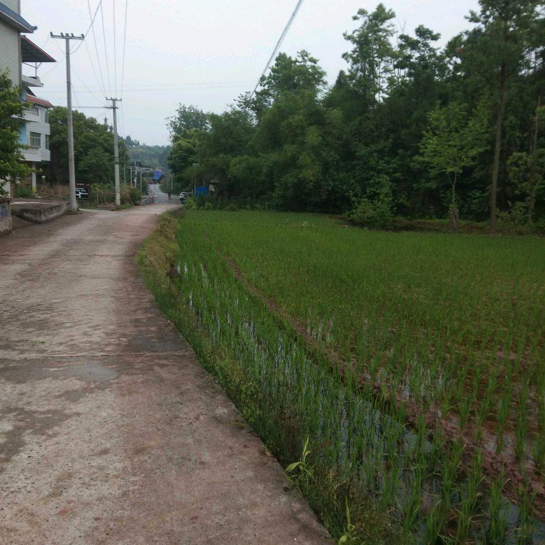 阿拉伯333