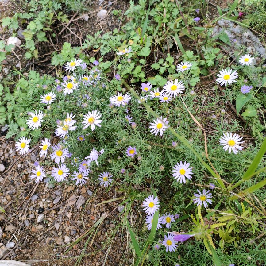 花花