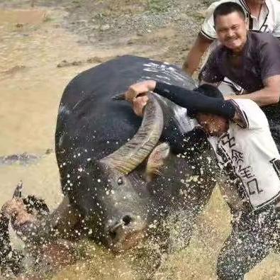 传承民族斗牛