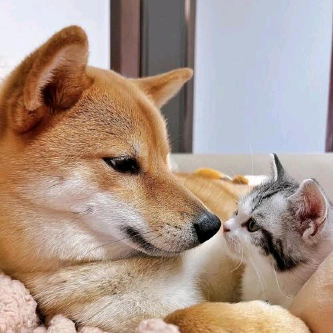 爱狗爱猫