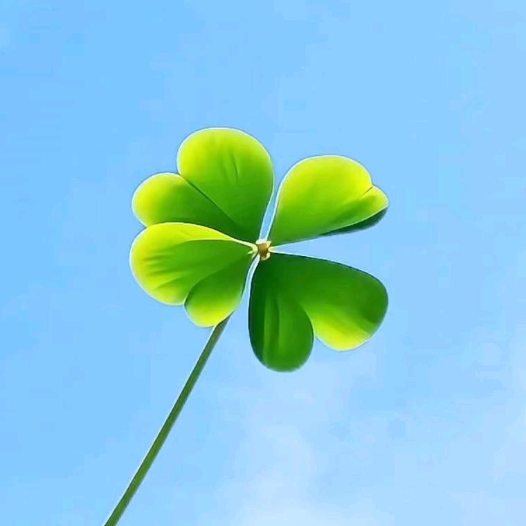 🍀暖楠@