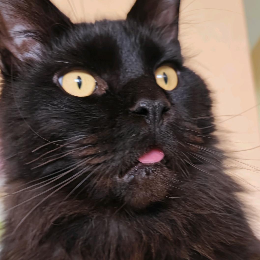 秤砣儿是只黑缅因