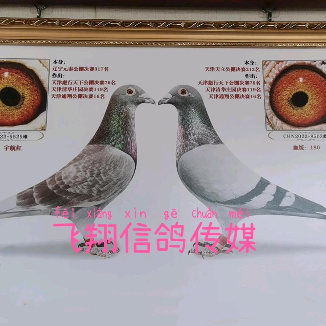 飞翔信鸽传媒