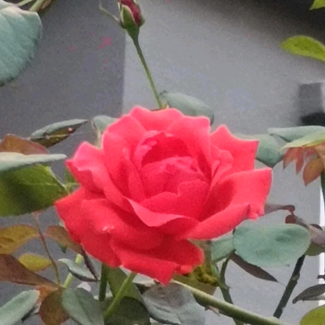 奶奶爱意涵