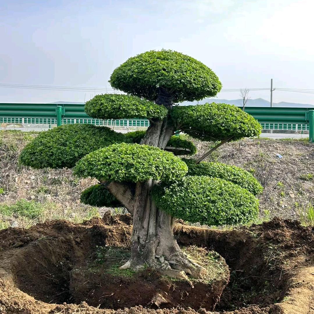 荣兴对节白蜡