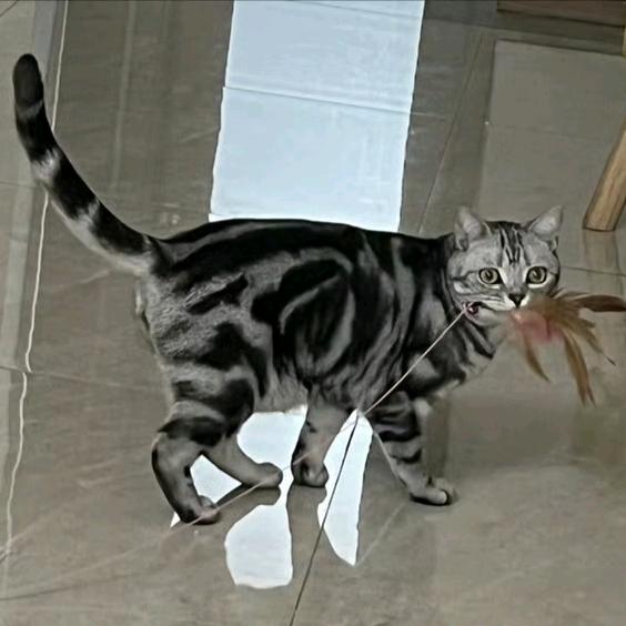 倚天补录技技仰仰の