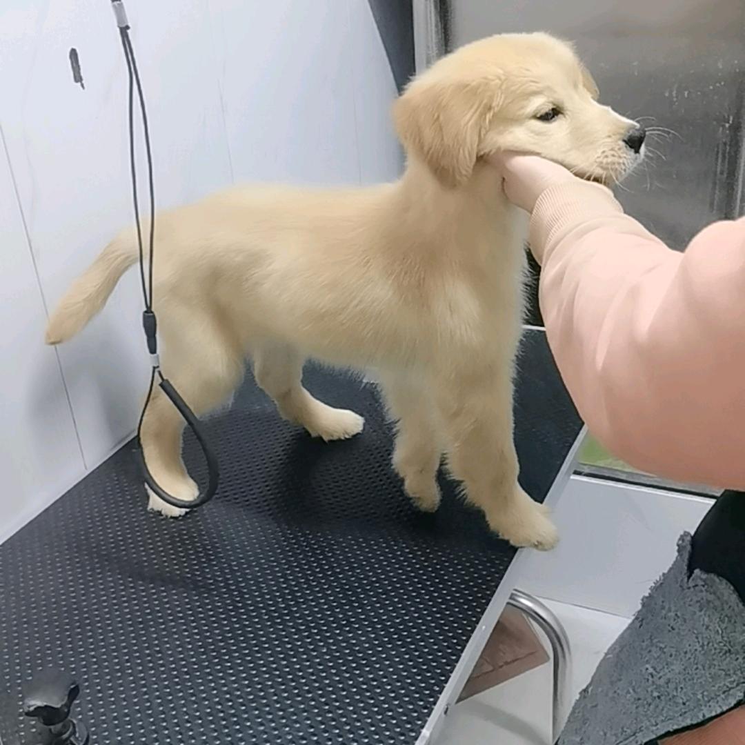 美娇