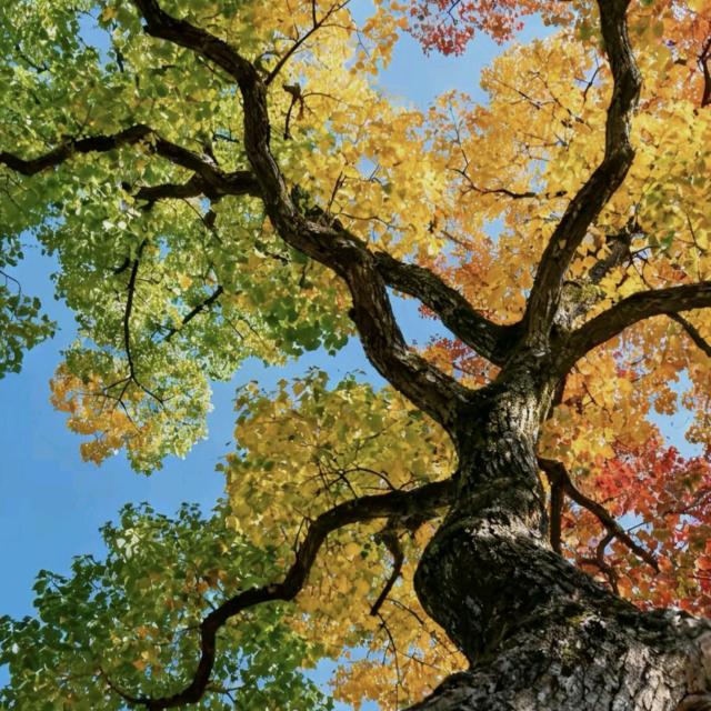 广佛车之城（成哥秒车）