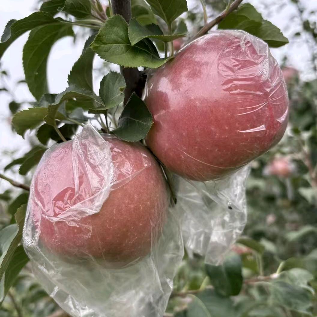 礼泉县御城种植养殖农民专业合作社