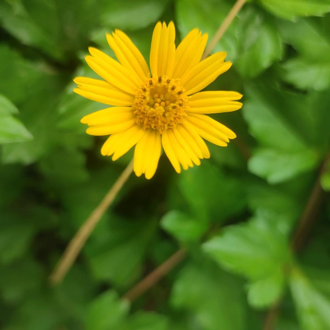繁花