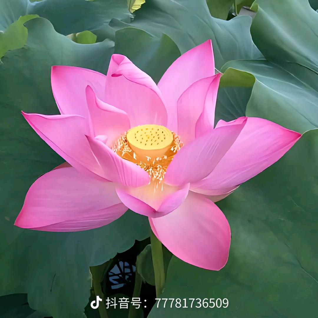 心想事成（木）