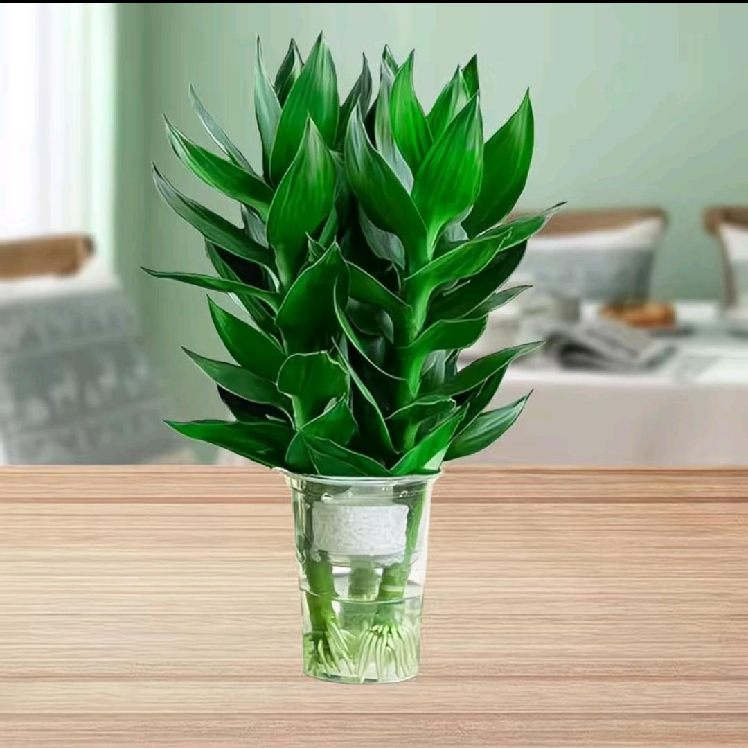 涂白给我的黑色记意