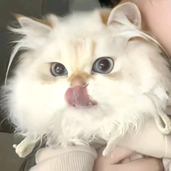 野生杰瑞