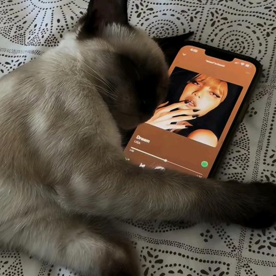 梨子不辣^