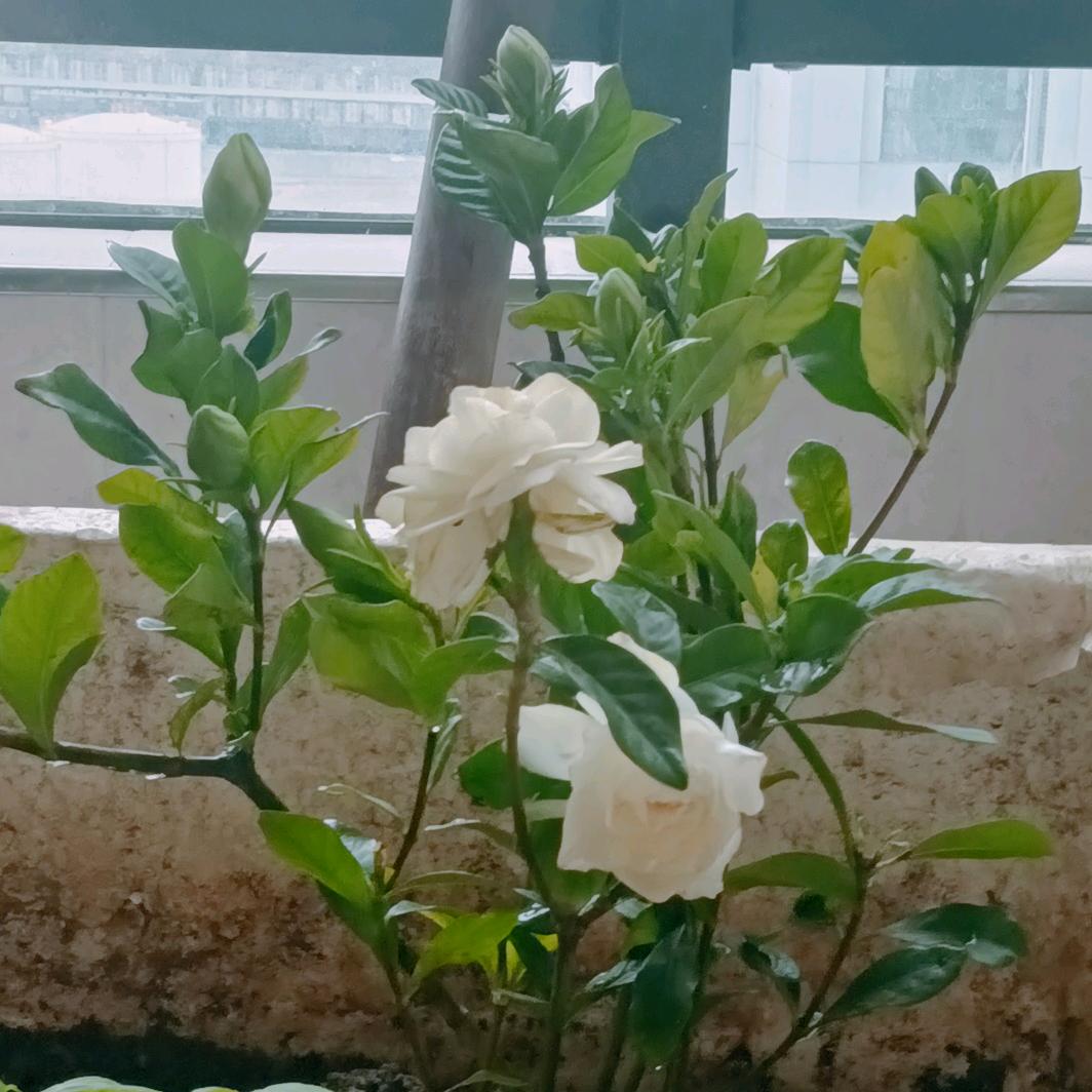 周珍珠