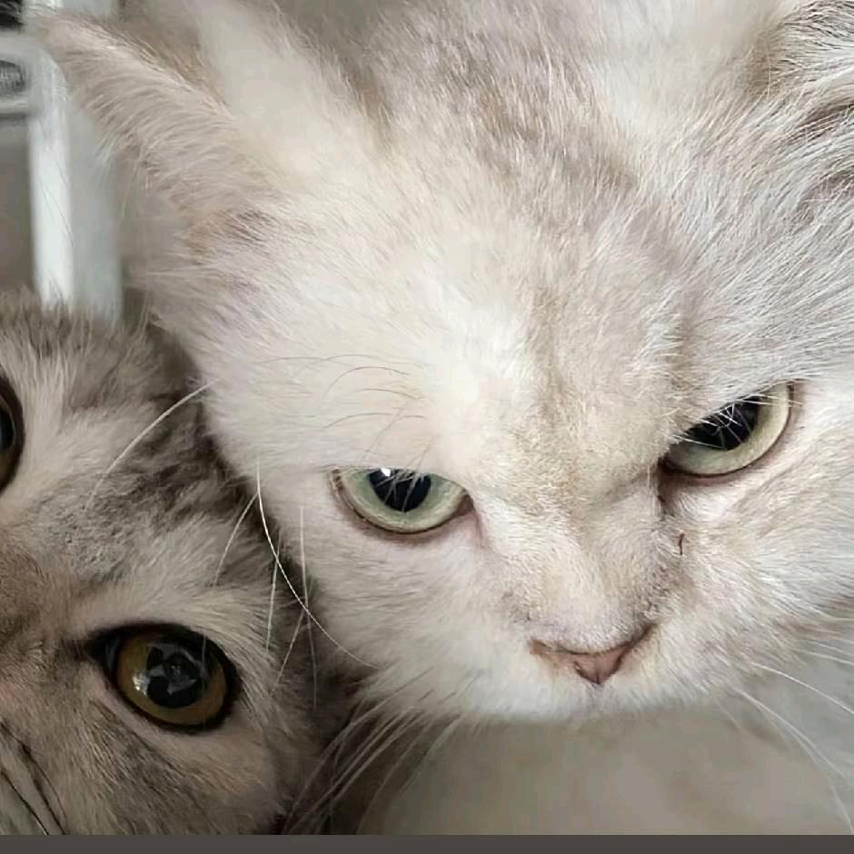 取个名字还费事