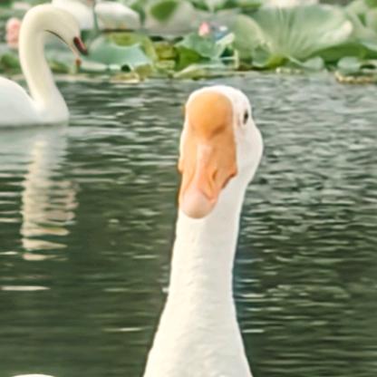 饿的半夜狂吃对家饭