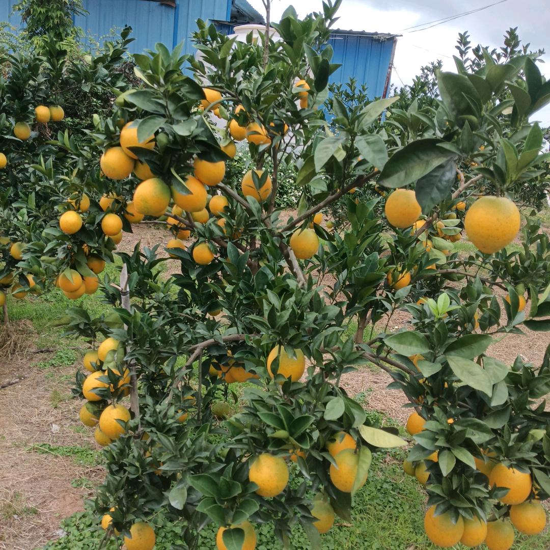靓橙（赣南信丰脐橙）