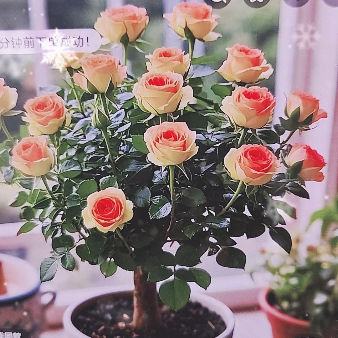 美玉