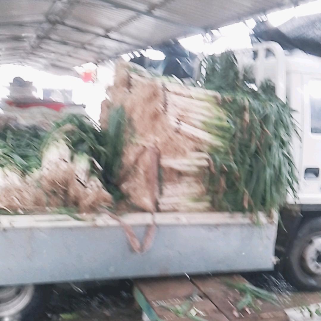 安丘：白龙马