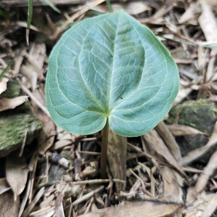 小草根