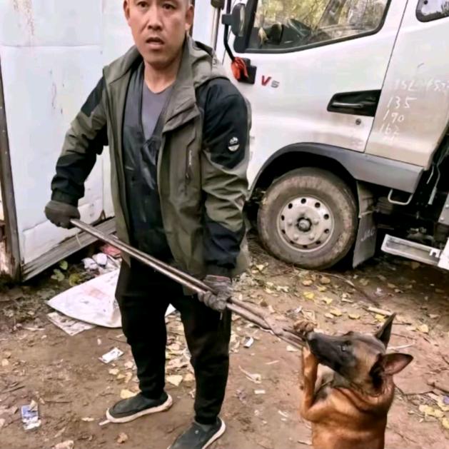AAA专业套狗杨师傅（看见舔狗一律套走）