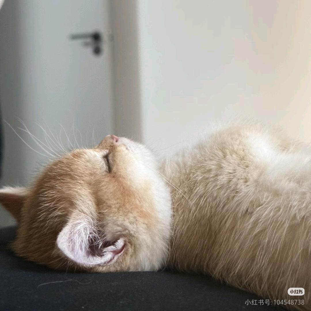 猫咪的家（硬装中）