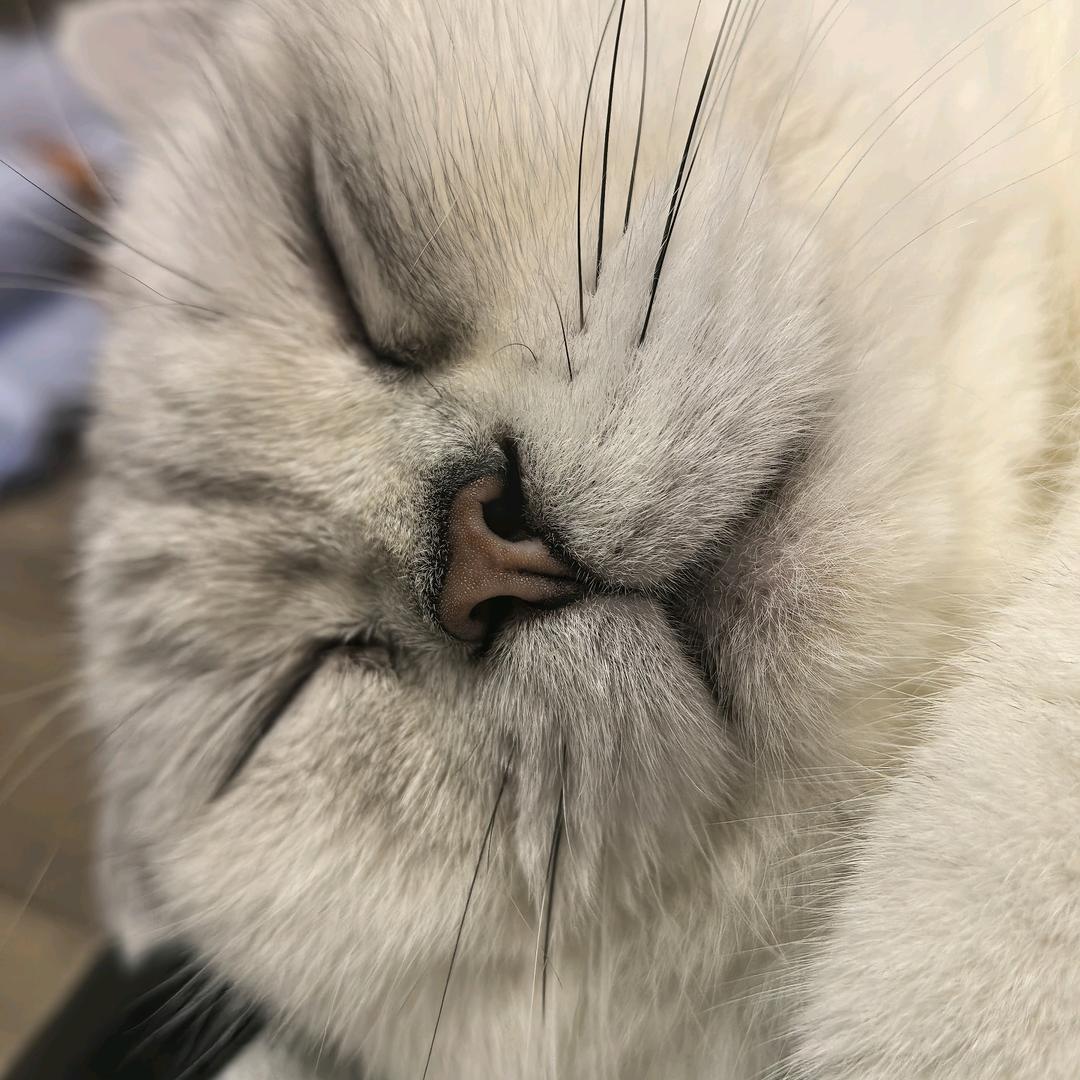 苏意 钱事今声