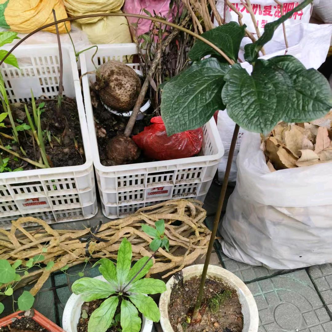 沅虹百草山货
