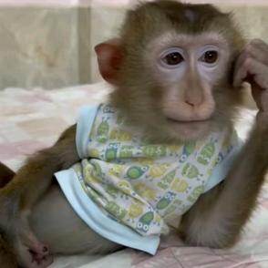 花果山编外吗喽